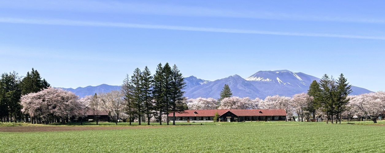 桜と浅間山